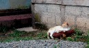 DSC_0052 cat nap * 2408 x 1304 * (1.16MB)
